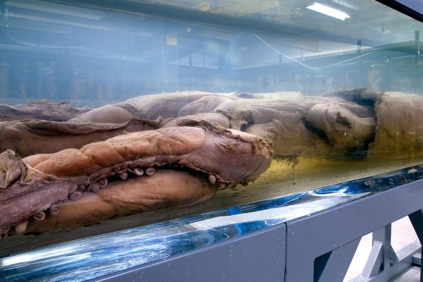 Kraken новая ссылка