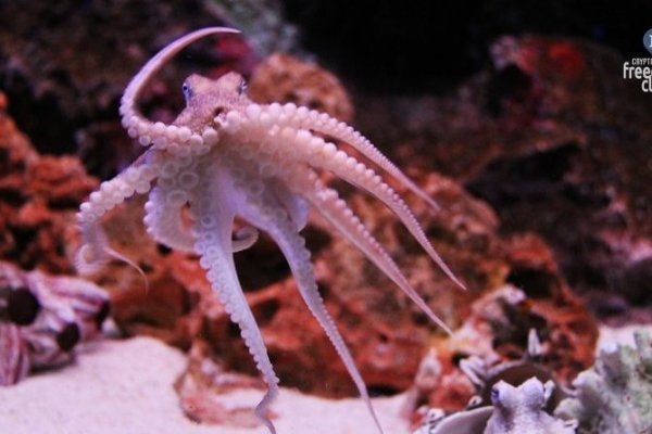 Kraken это современный маркетплейс