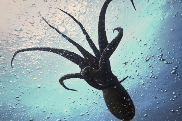 Kraken 21at